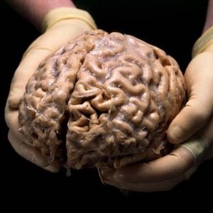 Holding Brain
